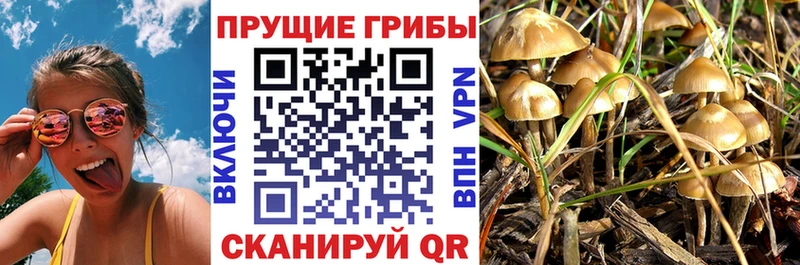 omg ТОР  где купить наркоту  Старая Купавна  Галлюциногенные грибы Psilocybine cubensis 